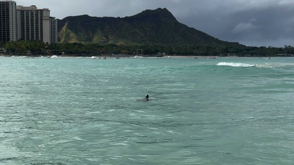 Sea turtle surfacing in the water off Waikiki Beach with Diamond Head in the background.