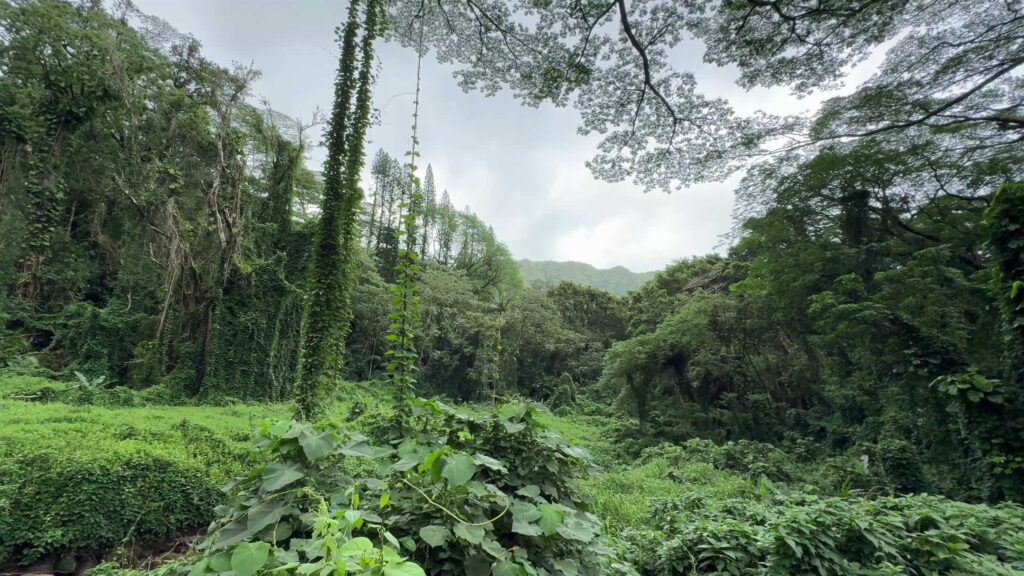Dense green rainforest and climbing vines along the Manoa Falls Trail on Oahu.