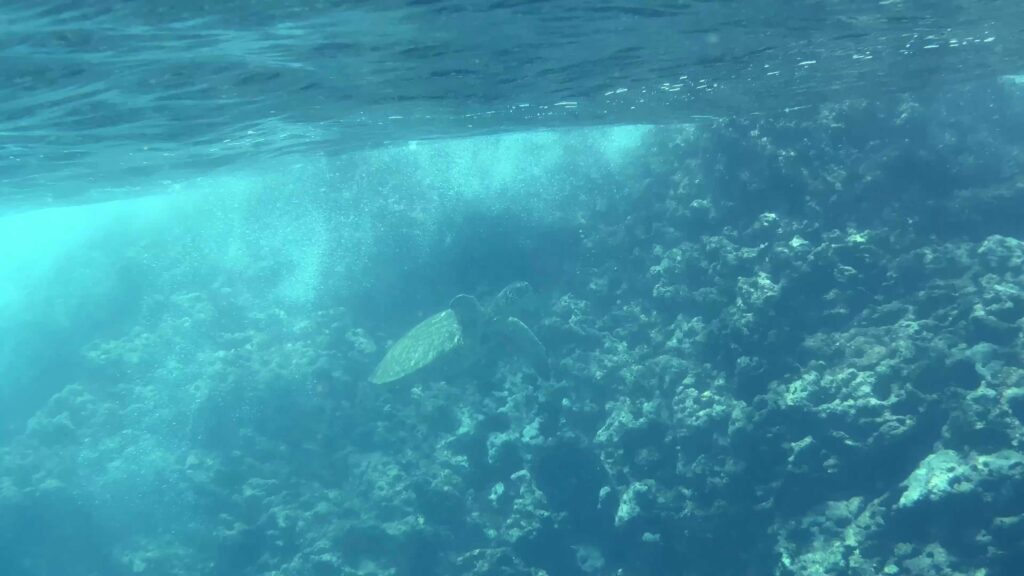 Sea turtle swimming above a coral reef in clear blue water at Three Tables on Oahu's North Shore.
