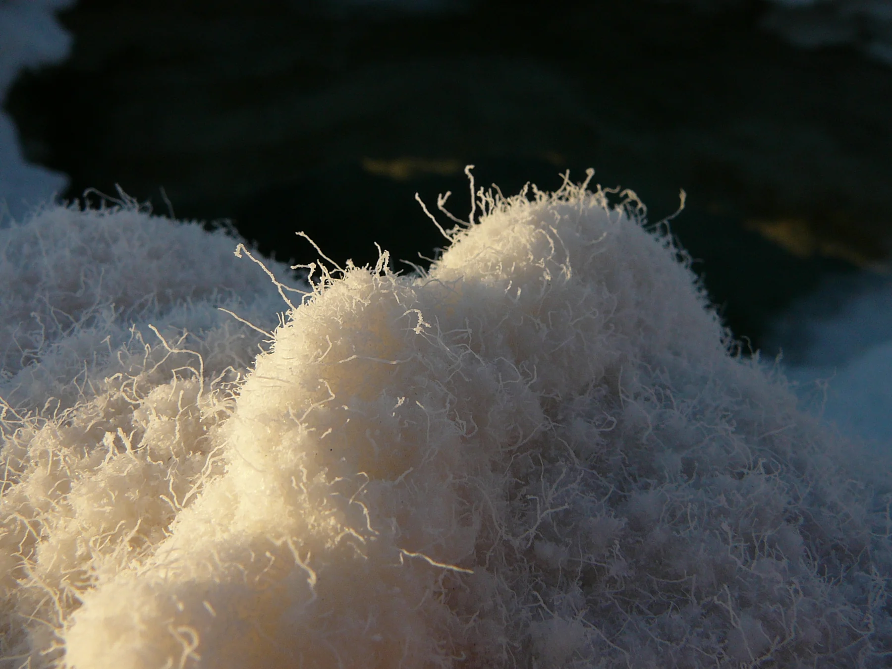 A close view of fine salt formations in Death Valley’s Badwater Basin.
