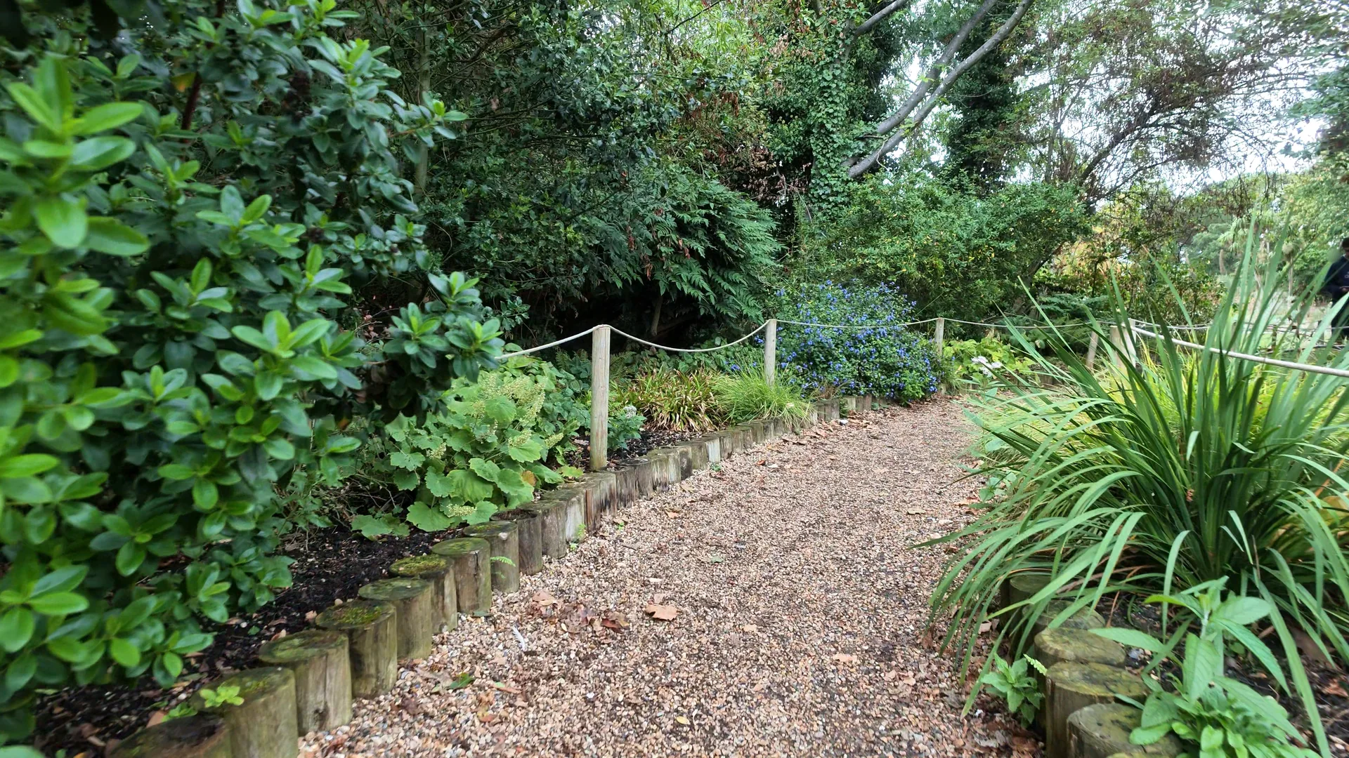 A planted path and rope railing in Regent's Park.
