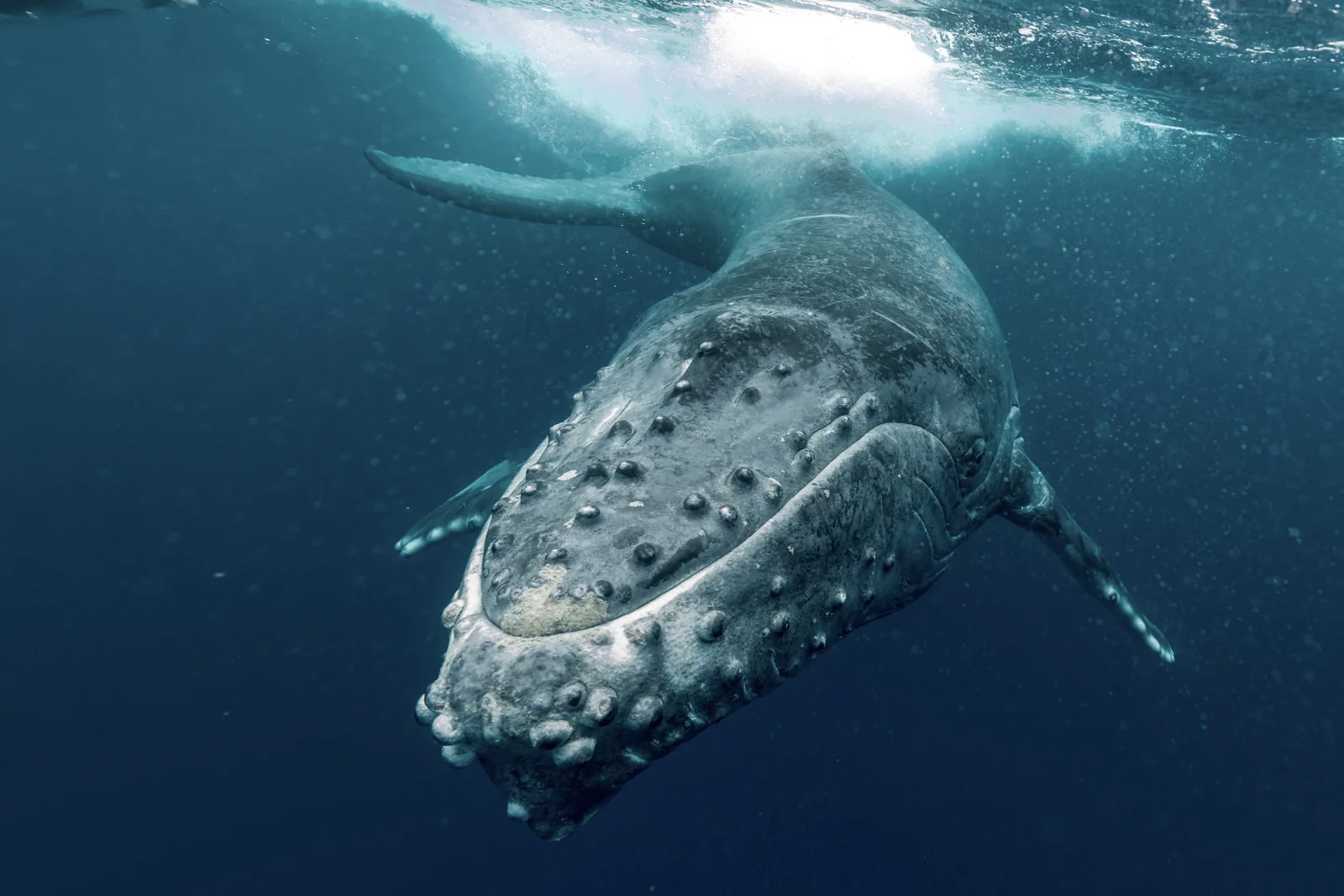 An underwater view of a humpback whale, with its head and long pectoral fin visible in blue water.