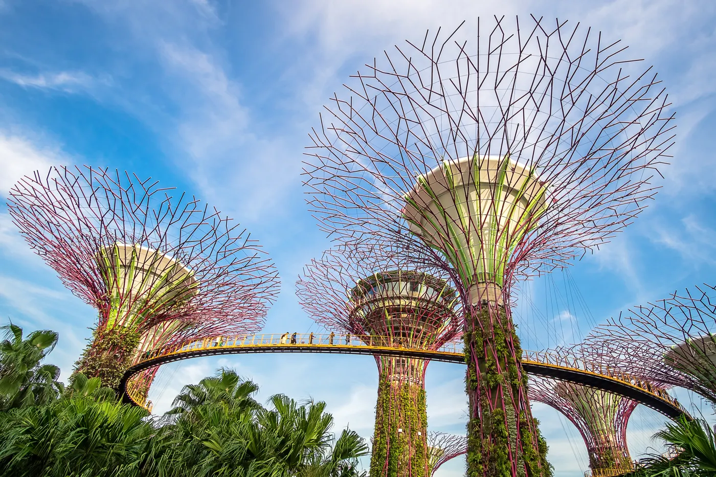 Daytime view looking up at Supertrees and the elevated OCBC Skyway, with visitors visible on the walkway